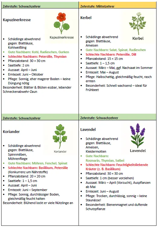 Kartenbeispiel Gemüse 1